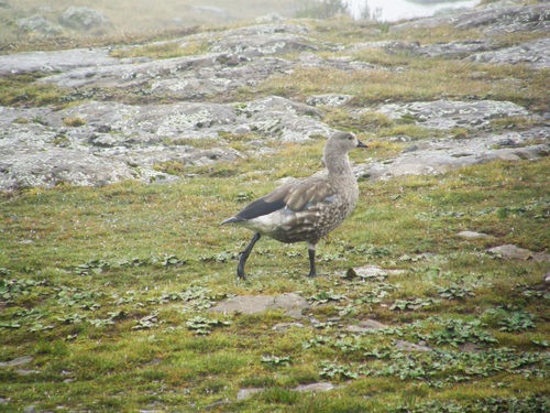 Blue-winged Goose (Cyanochen cyanoptera), photo 10