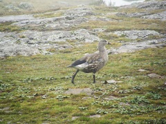 Cyanochen cyanoptera