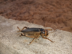 Brachytrupes