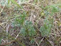 Artemisia