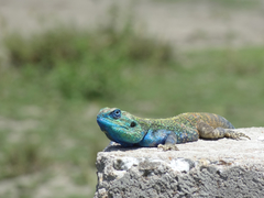 Acanthocercus atricollis