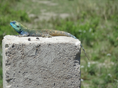 Acanthocercus atricollis