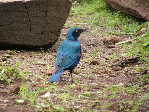 Greater Blue-eared Starling