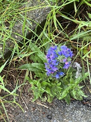 Echium vulgare