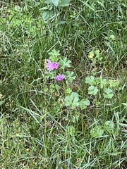 Malva sylvestris