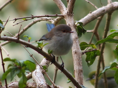 Malurus splendens splendens