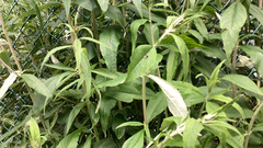 Buddleja davidii