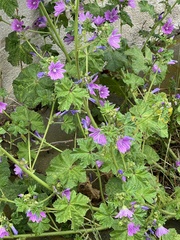 Malva sylvestris