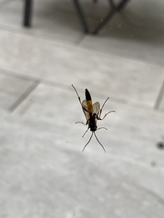Ichneumon stramentor