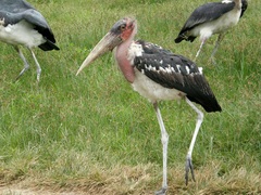 Leptoptilos crumenifer