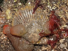 Aequipecten opercularis
