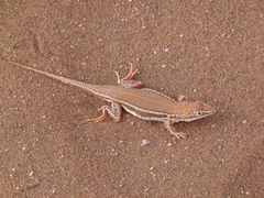 Meroles cuneirostris
