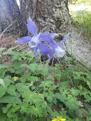 Aquilegia alpina