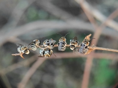 Pseudapis oxybeloides