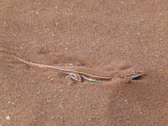 Meroles cuneirostris