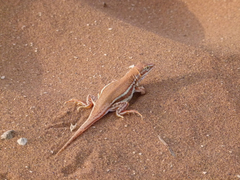 Meroles cuneirostris