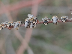 Pseudapis oxybeloides