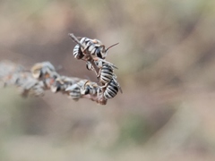 Pseudapis oxybeloides