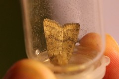 Hoplodrina octogenaria