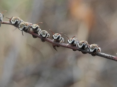 Pseudapis oxybeloides