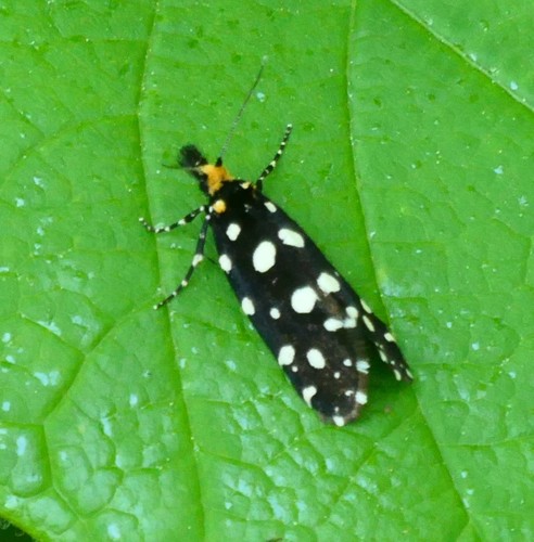 trúdnikovec ozdobný (Euplocamus anthracinalis)