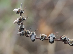 Pseudapis oxybeloides