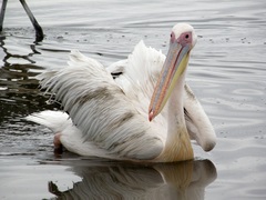 Pelecanus onocrotalus