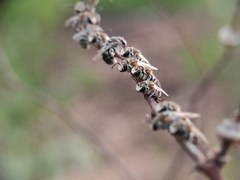 Pseudapis oxybeloides