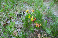 Chamaecytisus supinus