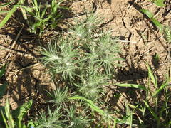 Ceratocarpus arenarius