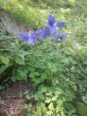 Aquilegia alpina