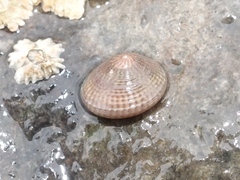 Steromphala cineraria