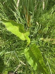 Rumex obtusifolius