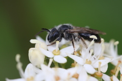 Andrena rufosignata