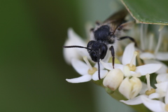 Andrena rufosignata