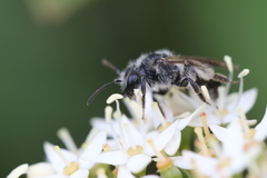 Andrena rufosignata