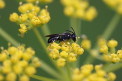 Hylaeus annulatus