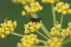 Hylaeus annulatus