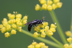 Hylaeus annulatus