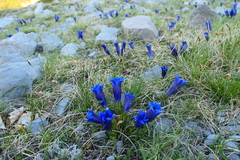 Gentiana clusii