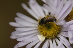 Hemihalictus