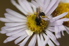 Hemihalictus