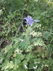Aquilegia alpina
