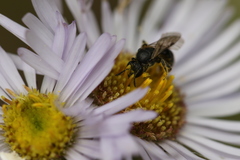 Hemihalictus