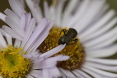 Hemihalictus