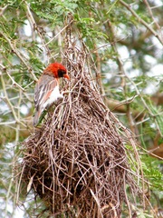 Anaplectes rubriceps