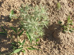 Ceratocarpus arenarius