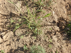 Eremopyrum orientale