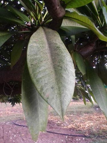 Mexican Plumeria
