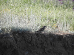 Oenanthe isabellina